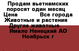 Продам вьетнамских поросят,один месяц › Цена ­ 3 000 - Все города Животные и растения » Другие животные   . Ямало-Ненецкий АО,Ноябрьск г.